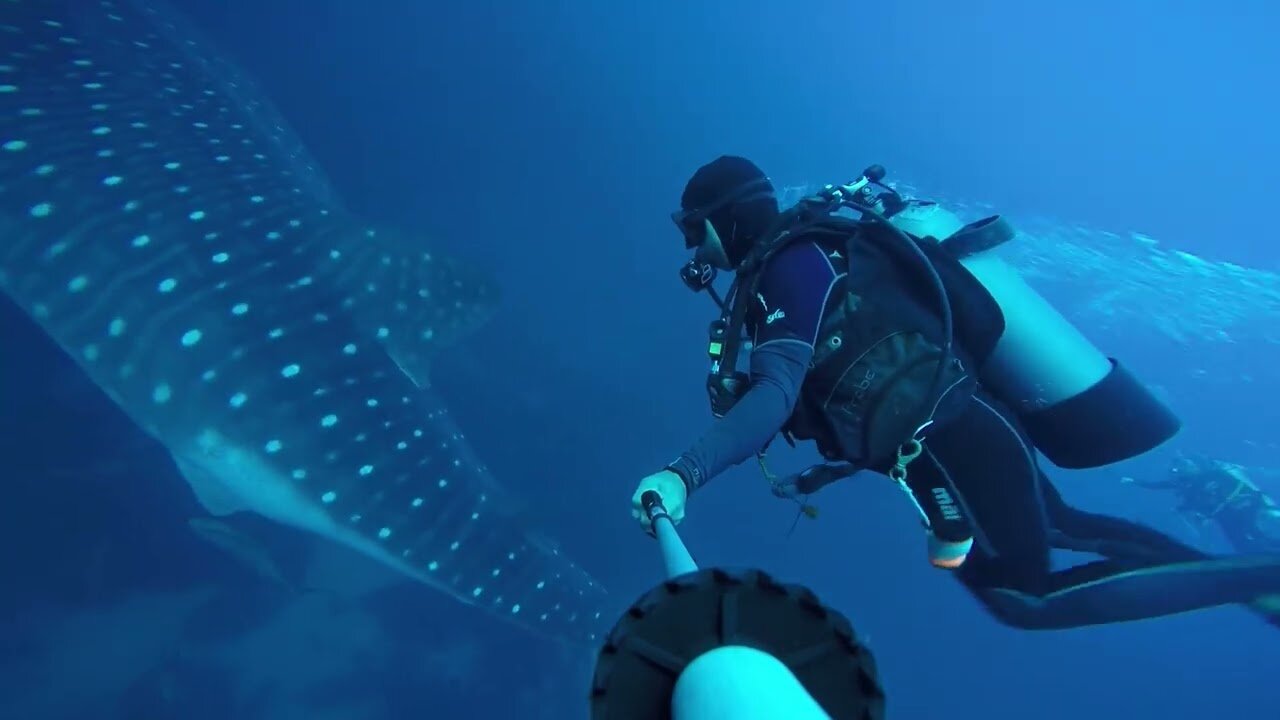 Scientists document whale shark with obvious head injury