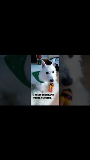 10 Low Maintenance Dog Breeds for Busy Owners#shorts