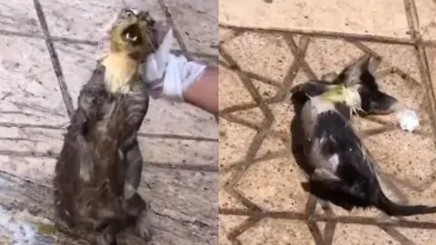 video shows civilians trying to save cats that were poisoned Morocco