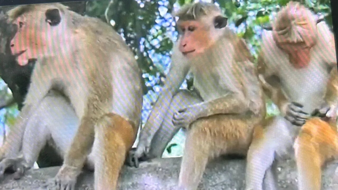 3 MONKEY PLAN REPEATS