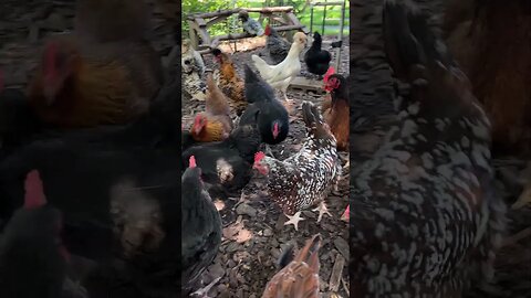 Jumping Chickens Attack Fig {Watch now on Fig Friday}