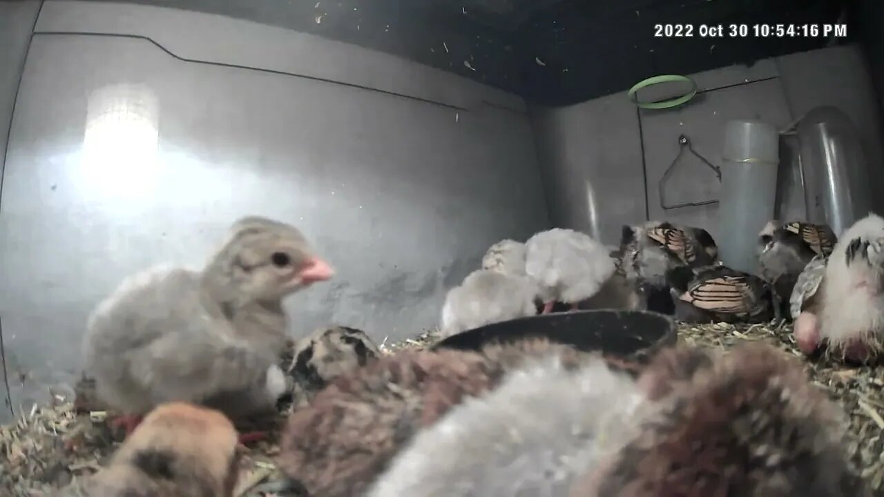 Sleeping keets and chicks in the brooder 💕