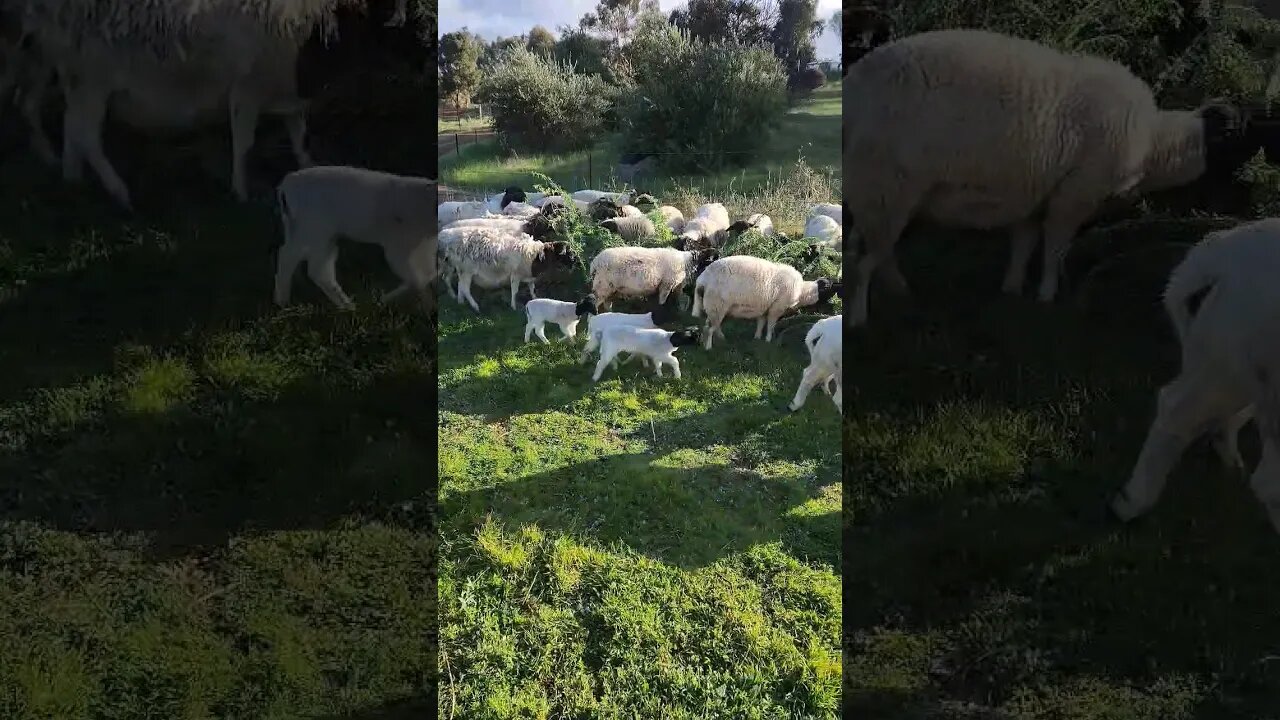 The Lambs First Formal Dining, Tagasaste Buffet