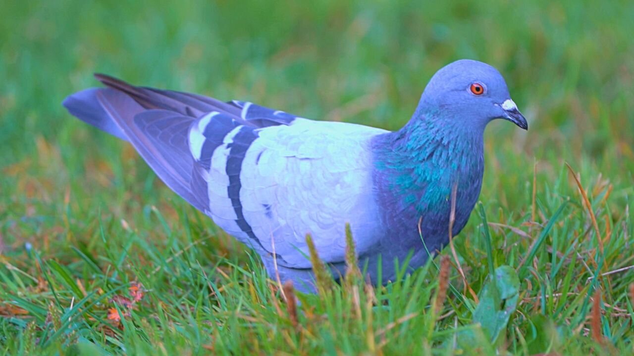 The Grey Pigeon Foraging Alone with No Other Pigeons Around