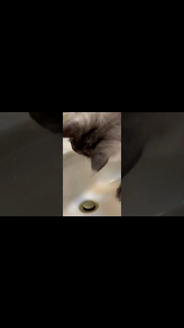 Satsuka the water girl cute Maine Coon kitten