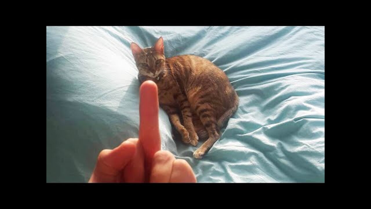 CAT MEMES COMPILATION 2020 (FUNNY CATS)