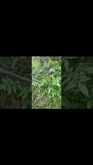 How to recognize and identify sumac - Raleigh Jones - Louisiana Homestead