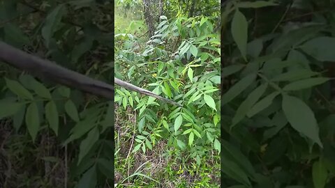 How to recognize and identify sumac - Raleigh Jones - Louisiana Homestead