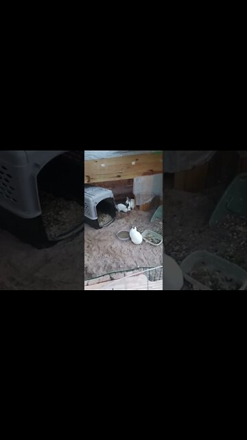 I have rabbits now #shorts #animals #rabbit