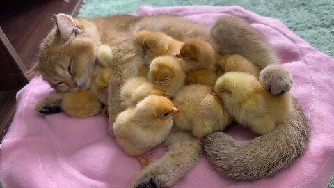 The kitten is a qualified mother of a chick, the daily life of the chick and the kitten