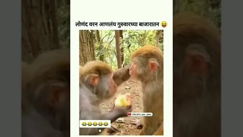 माकडांची सफरचंद खाताना तुफान कॉमेडी🤣🤣🤣