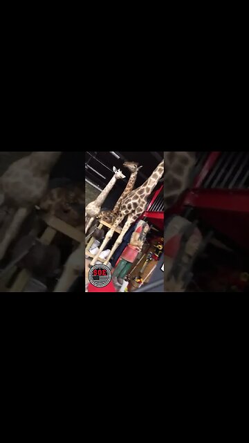 Zip Ties! #shorts #youtubeshorts #youtube #zipties #fencing #farmfence #yougetwhatyoupayfor