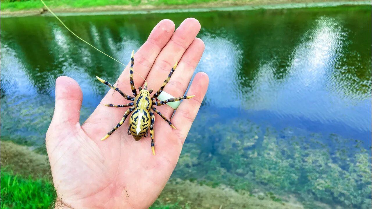 Does the SPIDER LURE Work? (Bank Fishing)