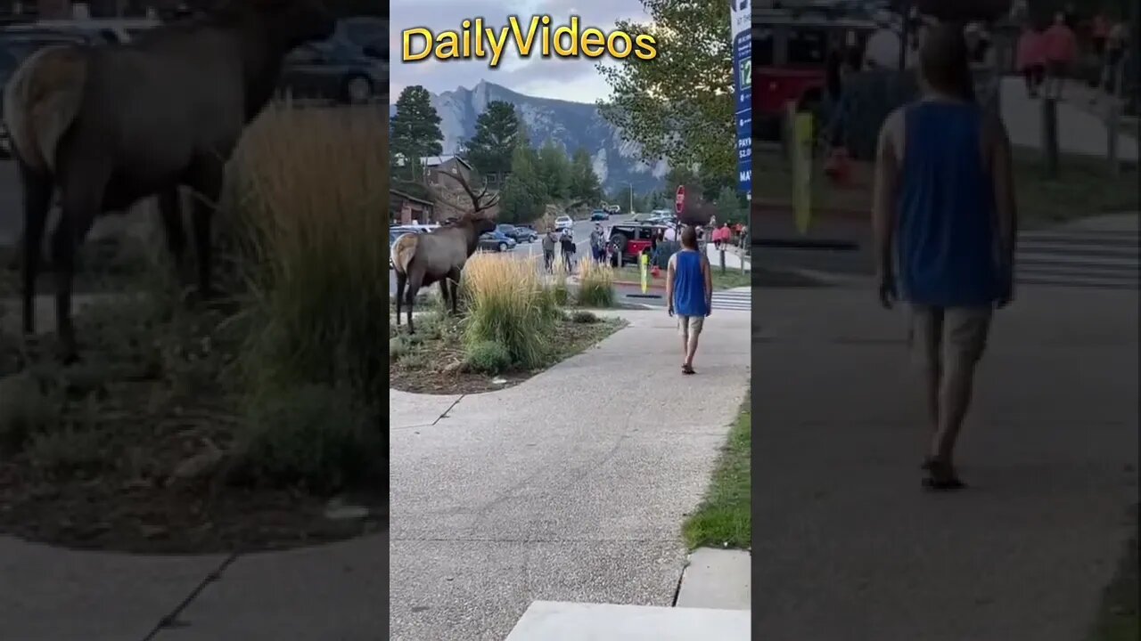 Bro is a monkey #funny #shorts #clips