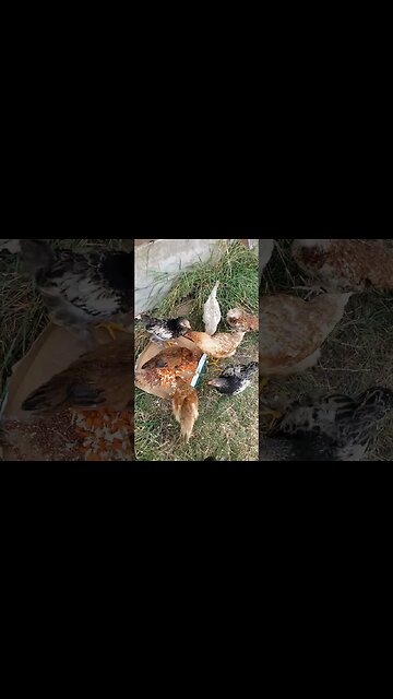 When you chew more than swallow 🐥