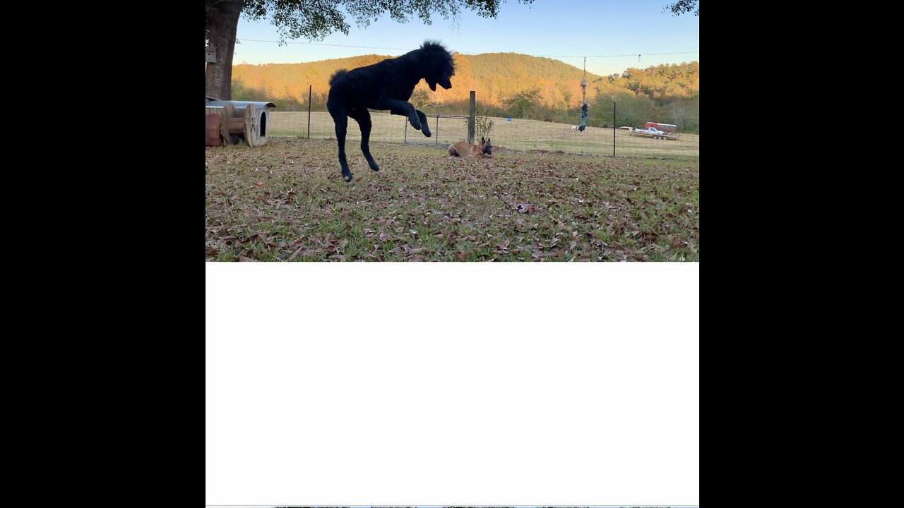 Poodle bouncing on bull horn trying to figure out how to chew on the big, hard horn.