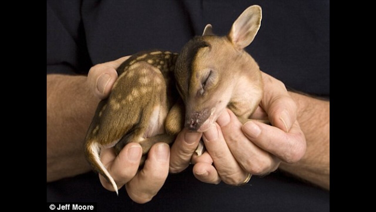 Baby deer so cute and funny