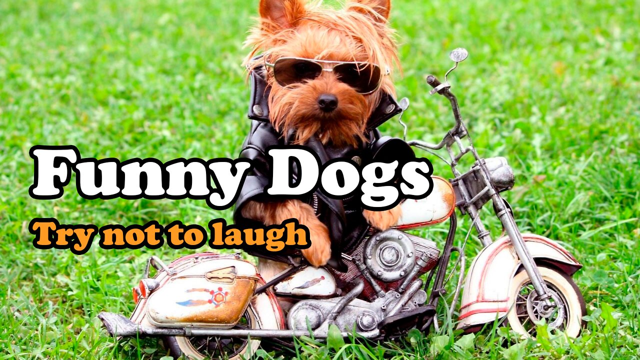 Video for KiDs. Funny & Cute dogs. Part 2