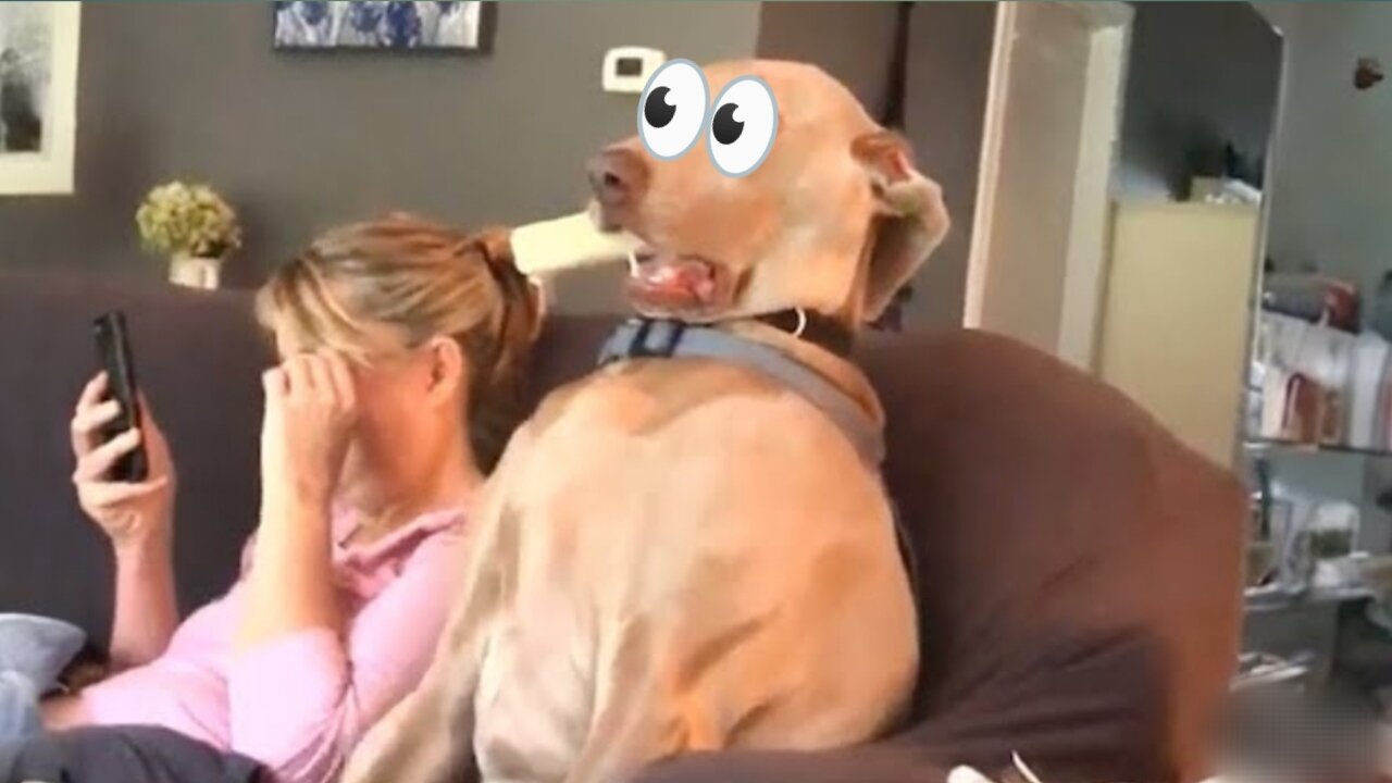 Ruff and Ready: Doggie Shenanigans That Will Crack You Up