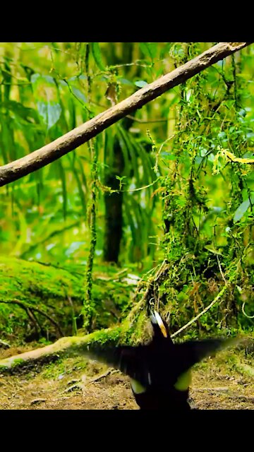 Dance in the wilderness