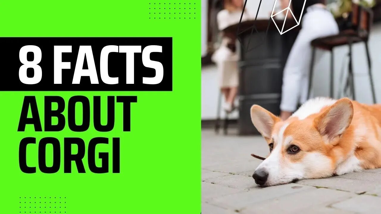 Eight facts about Pembroke Welsh Corgi