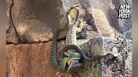 Gecko vs. snake fight comes with a surprise twist