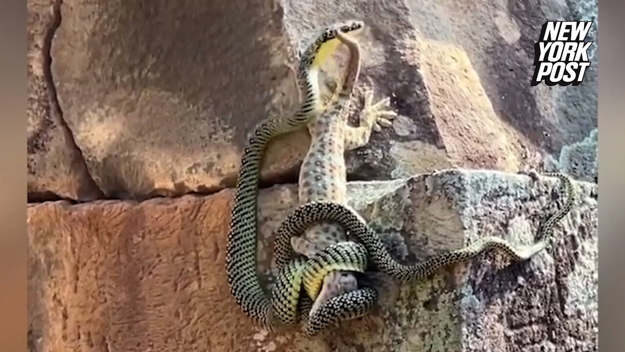 Gecko vs. snake fight comes with a surprise twist