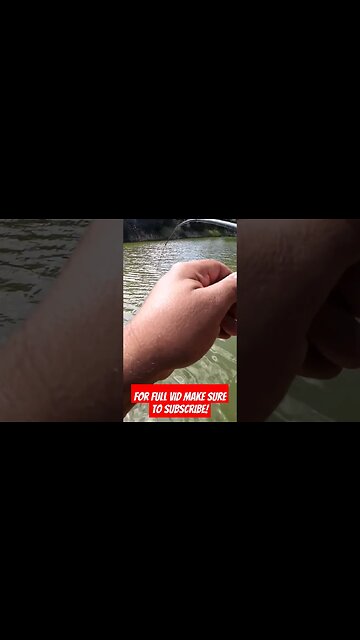 Caught Peacock Bass In The Only Other State besides FL,That They Are In #hawaii #peacockbass