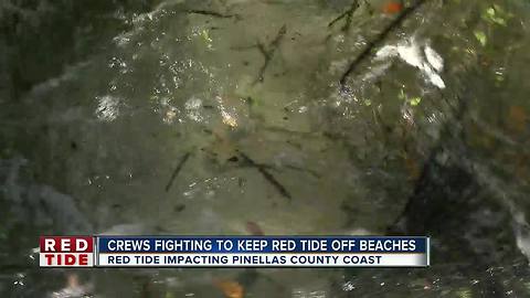 17.35 tons of dead fish collected in Pinellas County as red tide bloom lingers