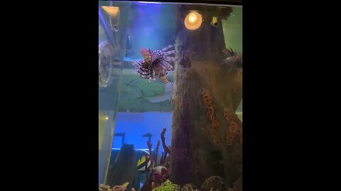 Aquarium 2023 06 22 11 14 02