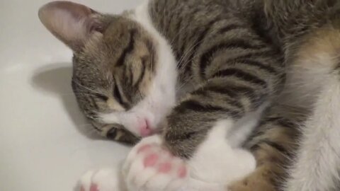 Cute Kitten Purrs in the Bath Tub