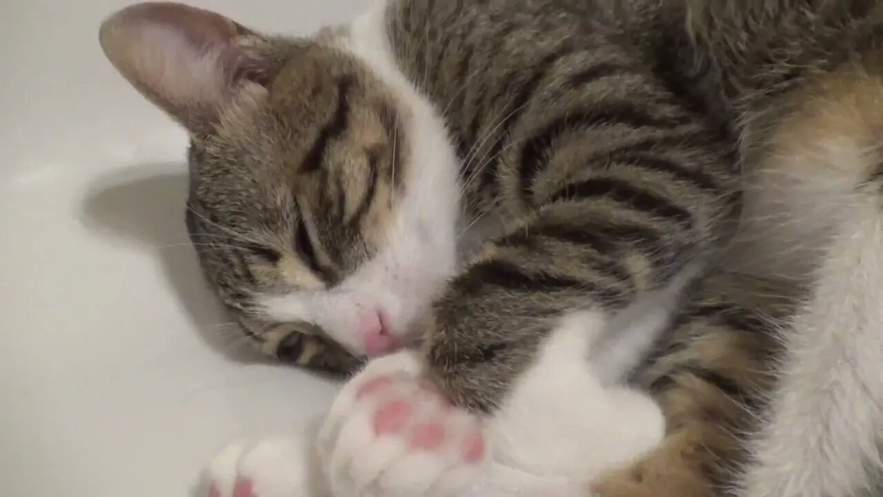 Cute Kitten Purrs in the Bath Tub