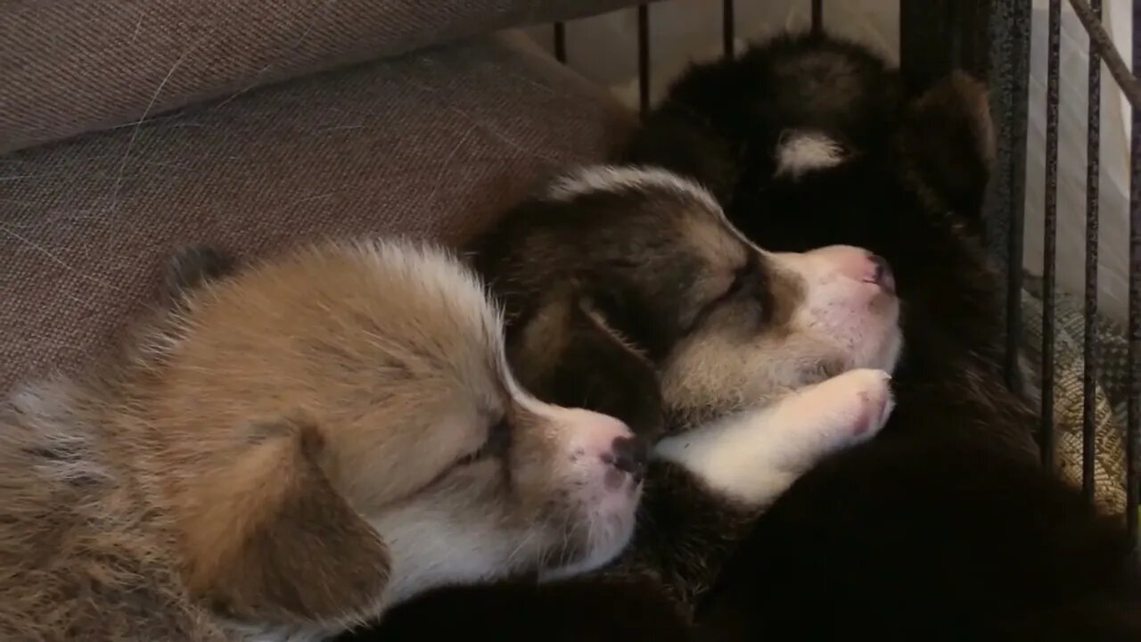 Corgi Puppies