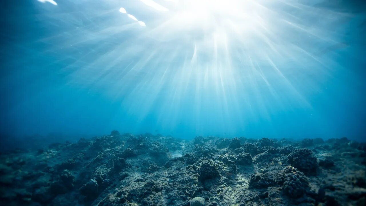 BCH Cafe: Calming ambient music for beautiful underwater scenes and animals that live there.