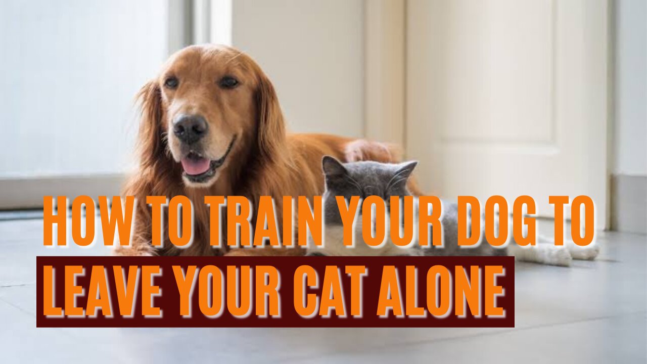 How to train your dog to leave your cat alone | how to teach your dog and cat to get along