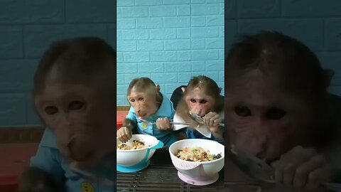 Funny Monkey Eating 🤣🤣🤣🤣