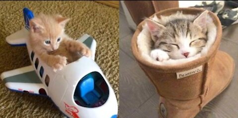 Baby Cats - Cute and Funny Cat Videos Compilation #01