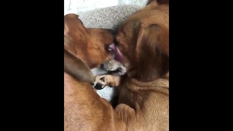 Cute dogs adorably cuddle together in their bed