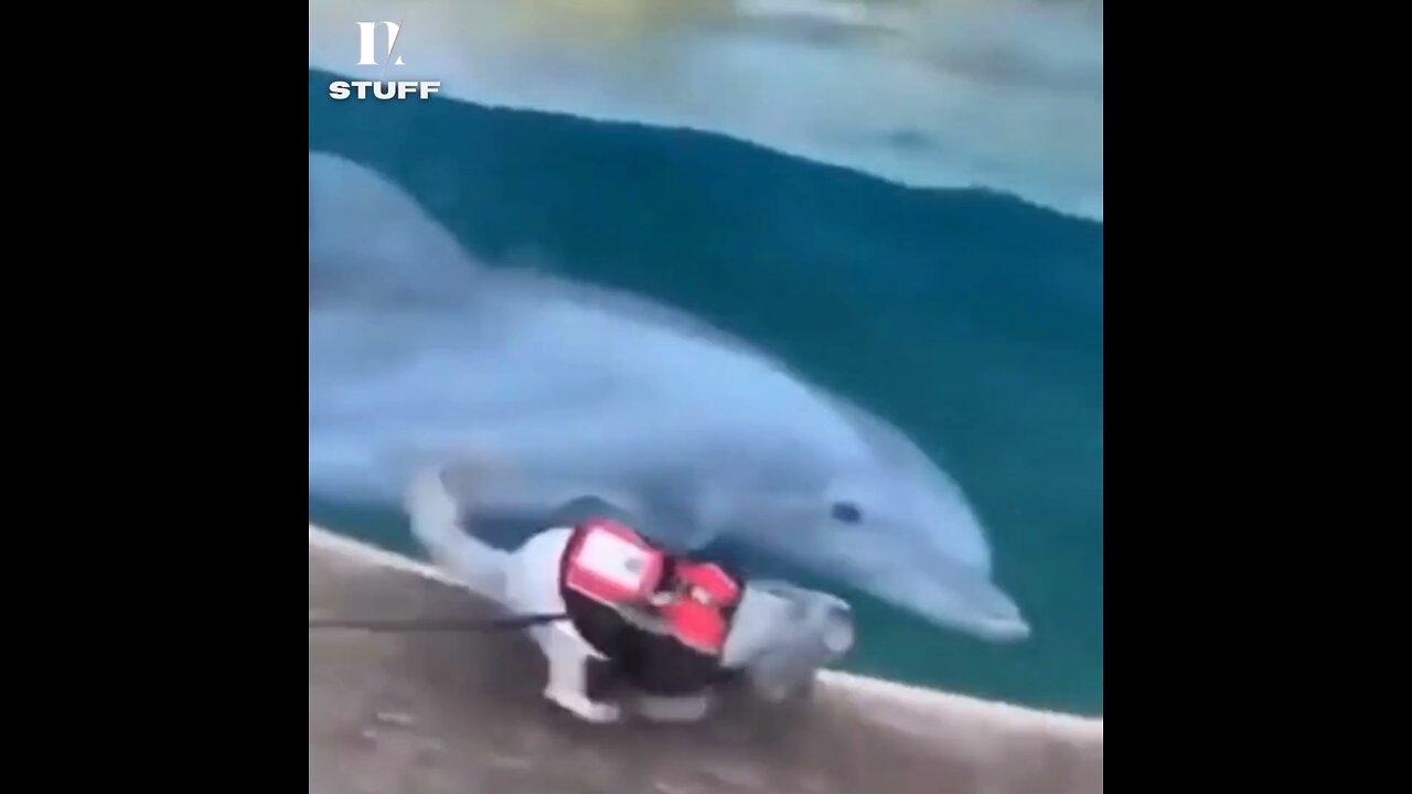 Unexpected pals! 🐶🐬