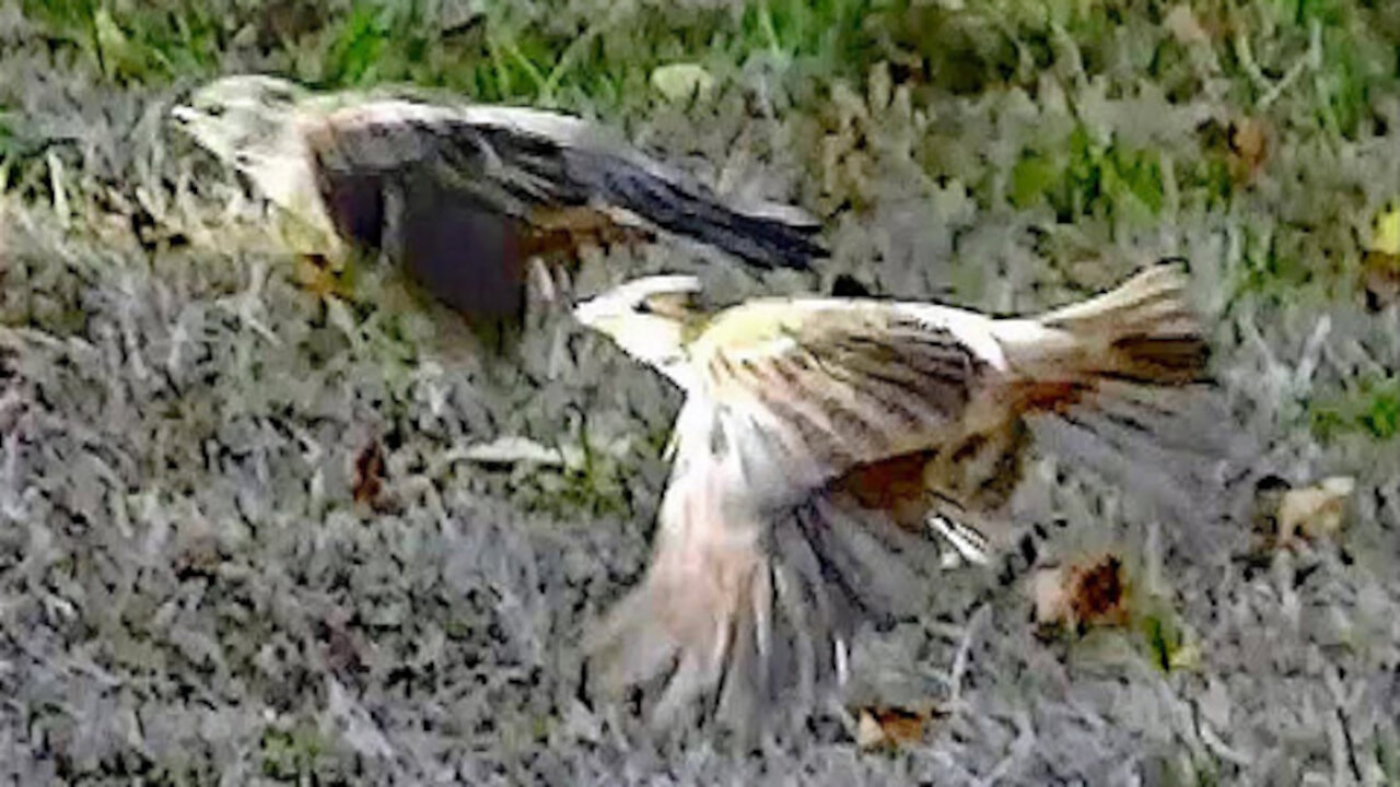 IECV NV #168 - 👀 House Sparrows Out In The Outback 8-30-2015