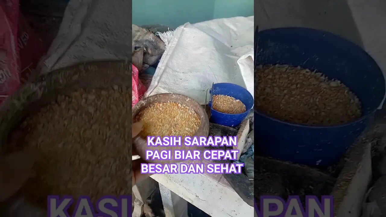 JAGUNG GILING + VOER 511 AYAM + KONSENTRAT 144 BEBEK #shortvideo #ternakburungputer #puterpelung