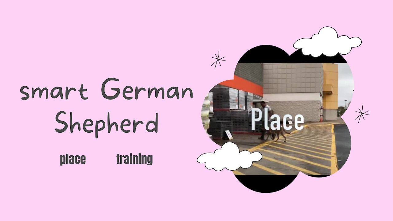 Smart German Shepherd place training