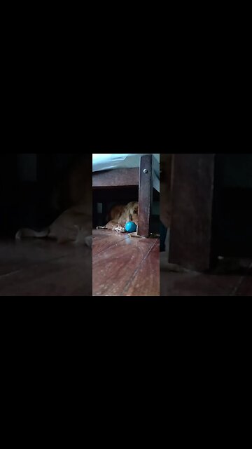 #dogshow, #amimals, #dogs, #shorts