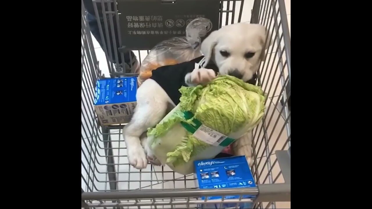 🐶Cute and funny Labrador puppies 🐕 . Short videos.