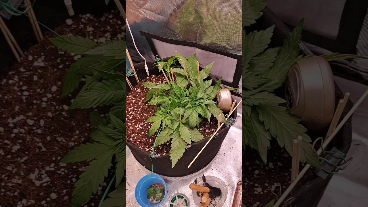 purple silverback autoflower week 4 day 1