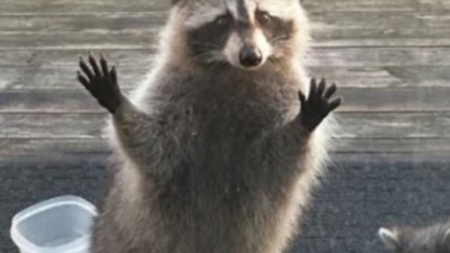 Raccoons beg to come inside home