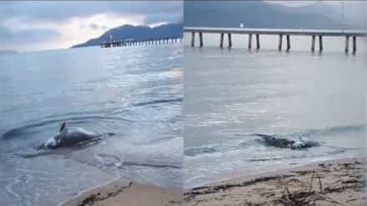 Un crocodile se nourrit d'un mérou mort sur la plage