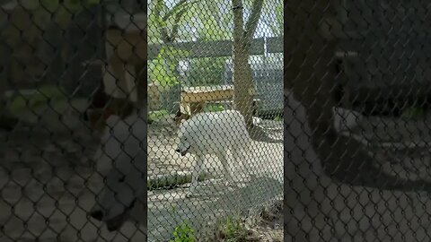 Happy Dog (wolf) at River Valley Zoo #edmontonalberta #zoo