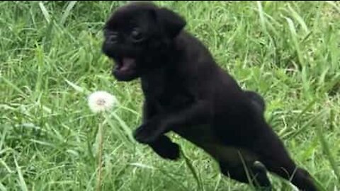 Un petit chiot s'attaque à une fleur