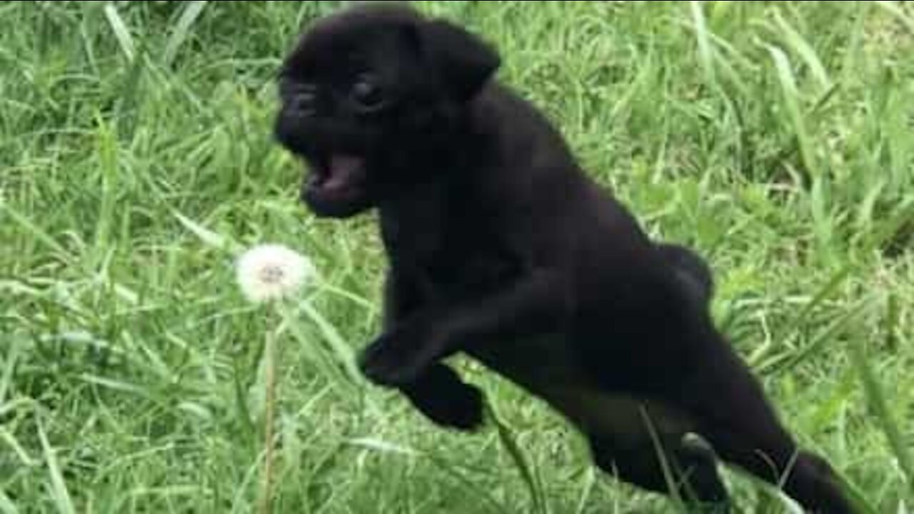 Un petit chiot s'attaque à une fleur